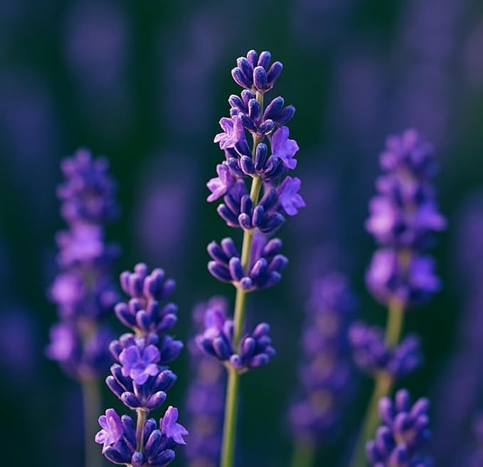 APPU'S Gandhadagudi Blissful Lavender Incense Sticks – 100g | Handmade, Toxin-Free, Long-Lasting Fragrance | Natural Resin Aroma for Meditation, Yoga & Home Use