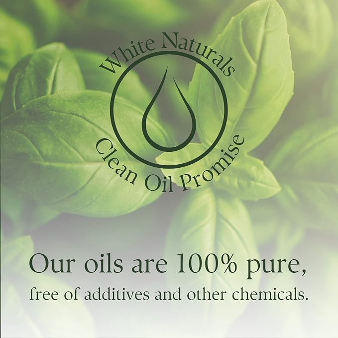 Basil Essential Oil,100% Pure & Natura, Therapeutic Grade Basil Oil for Aromatherapy, Great for Skin, Massage, Diffuser Candle & Soap Making, Plant Therapy 1 oz Bottle with Dropper