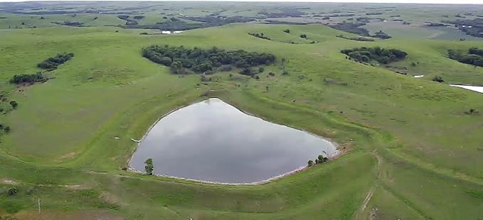 Beef Tallow Balm - 2 oz - Grown and Made in USA - Organic Grass Fed and Finished Tallow - Moisturizing Skin Care Lemon