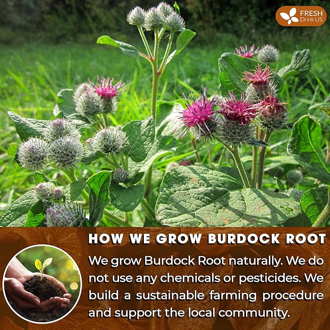 FreshDrinkUS Premium Burdock Root Tea Bags, 100% Natural & Pure. Burdock Herbal Tea, Made with Natural Material Tea Bags. No Sugar, No Caffeine, No Gluten, Vegan
